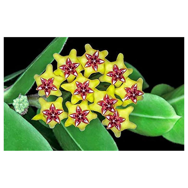 Canossa Flower Seeds for Planting – Heirloom, Non-GMO Seeds | Neera Seeds product photo [neera-v4-e51543262c2c5bc48c84]