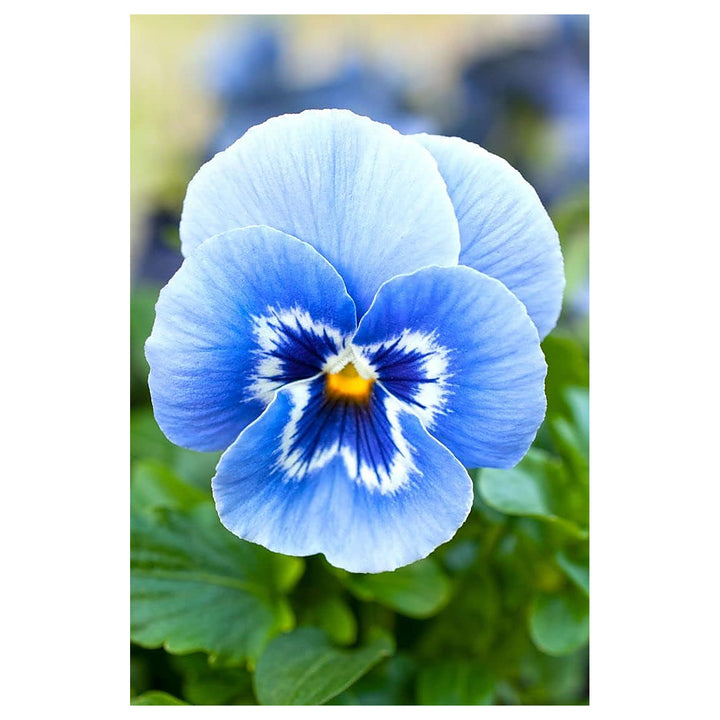 Pansy Blue Seeds for Planting – Organic Heirloom Non-GMO Flower Seeds | Neera Seeds product photo [neera-v4-e51a46d6f0c615e37b76]