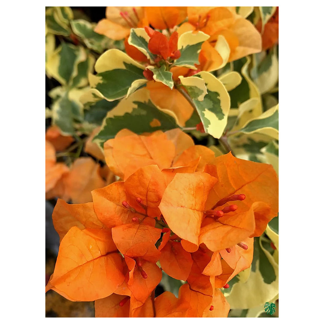 Bougainvillea Orange Ice Flower Seeds for Planting - Heirloom and Non-GMO Garden Seeds | Neera Seeds product photo [neera-v4-e51f7efd4d9405d9919b]
