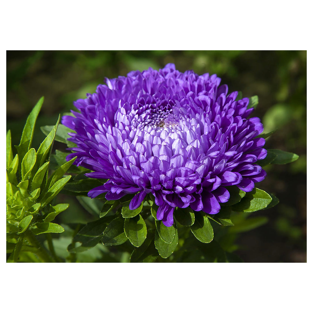 Violet Dianthus Chinensis Annual Flower Chinese Aster Flower Seeds Home Garden Planting, | Neera Seeds product photo [neera-v4-e52514d8141ad3edf3fb]