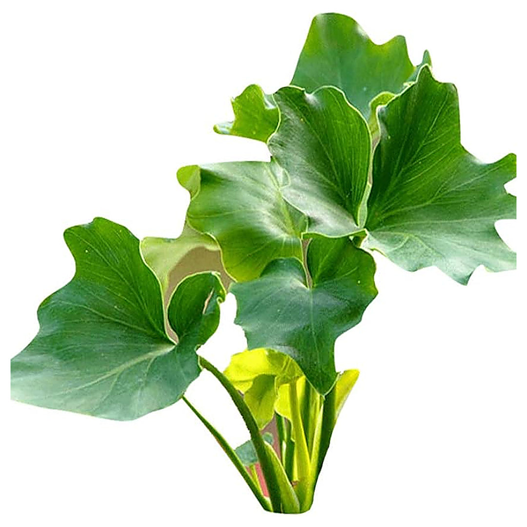 Futaba Philodendron Selloum Koch Plant Seeds for Planting – Heirloom, Non-GMO, High Germination Organic Garden Seed | Neera Seeds product photo [neera-v4-e52cef6aeb7027ebb434]