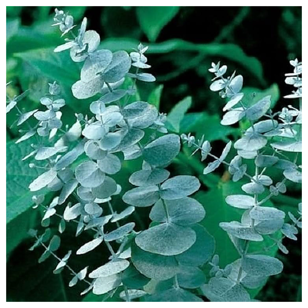 Silver Eucalyptus Plant Seeds for Planting – Heirloom, Non-GMO, High Germination Organic Garden Seeds | Neera Seeds product photo [neera-v4-e550d26ca796bfb49b4b]