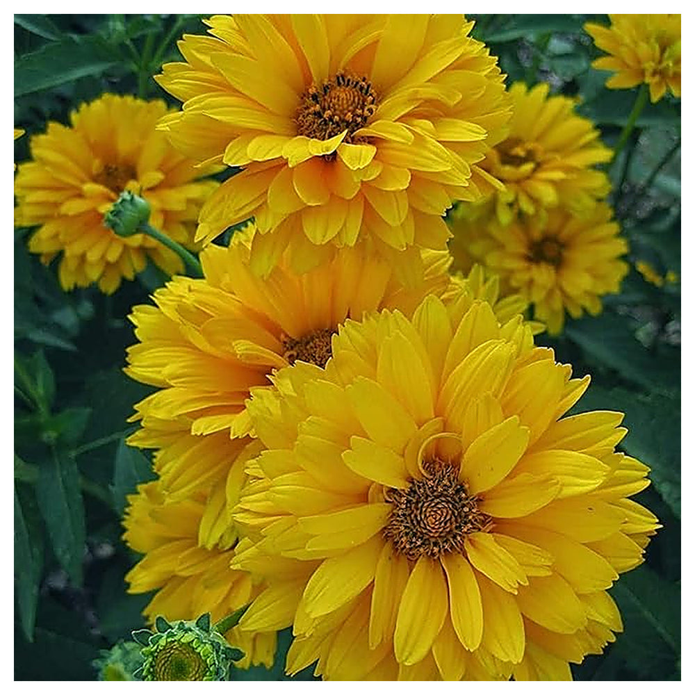 Heliopsis Sunflower Seeds – Heirloom, Non-GMO, High Germination Organic Garden Flower Seeds for Planting | Neera Seeds product photo [neera-v4-e5510245eceb6afb6054]