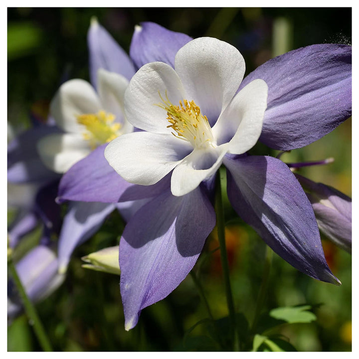 Blue Columbine Flower Seeds for Planting – Heirloom Non-GMO High Germination Perennial Garden Seeds | Neera Seeds product photo [neera-v4-e552910a0721c88970ec]