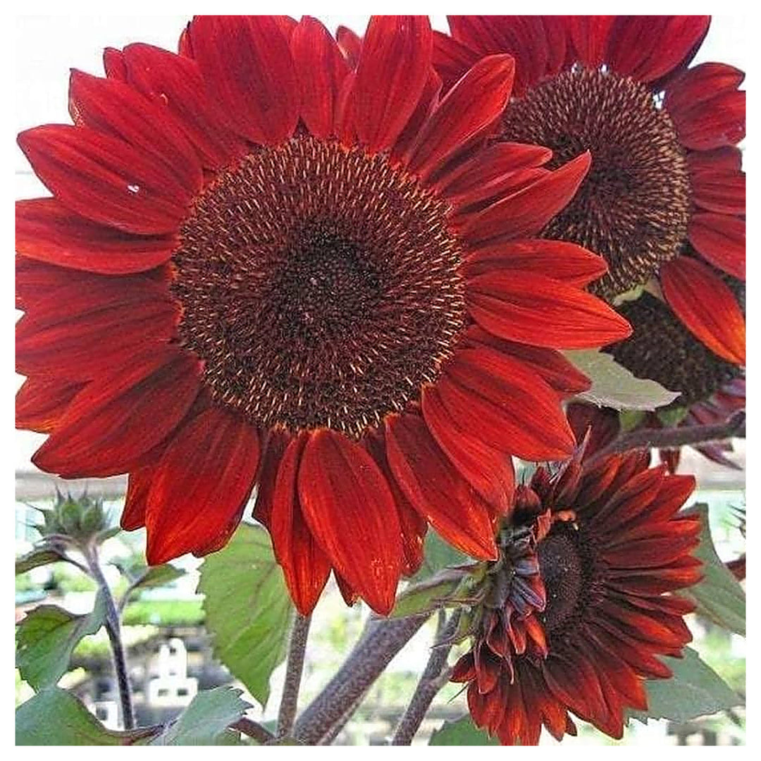 Red Sunflower Blossom Helianthus Annuus Planting Flower Seeds Home Garden Planting, | Neera Seeds product photo [neera-v4-e559b29814ebf227099c]