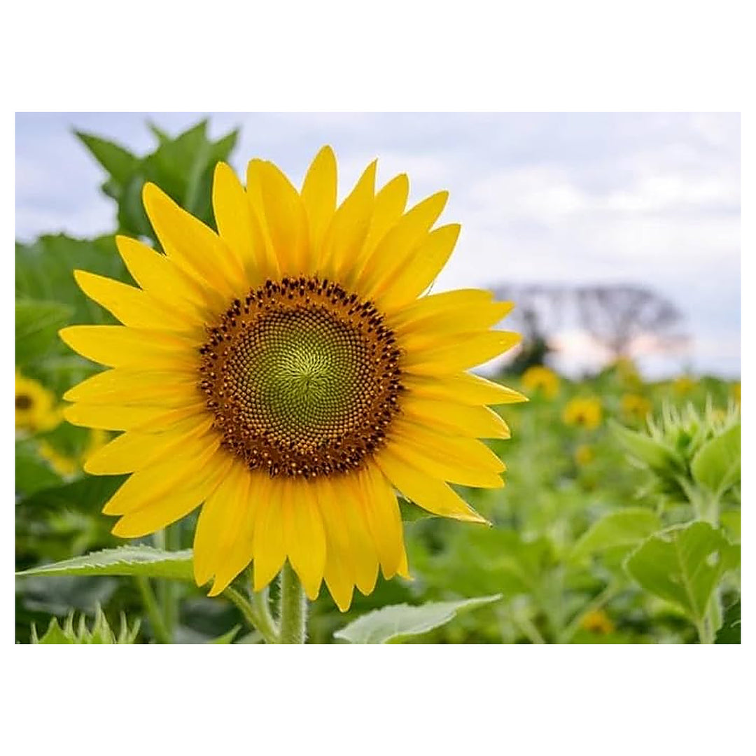 Yellow Green High Paw Flower Sandy Soil Anigozanthos Flavidus Flower Seeds Home Garden | Neera Seeds product photo [neera-v4-e559d74987109b8a1aa9]