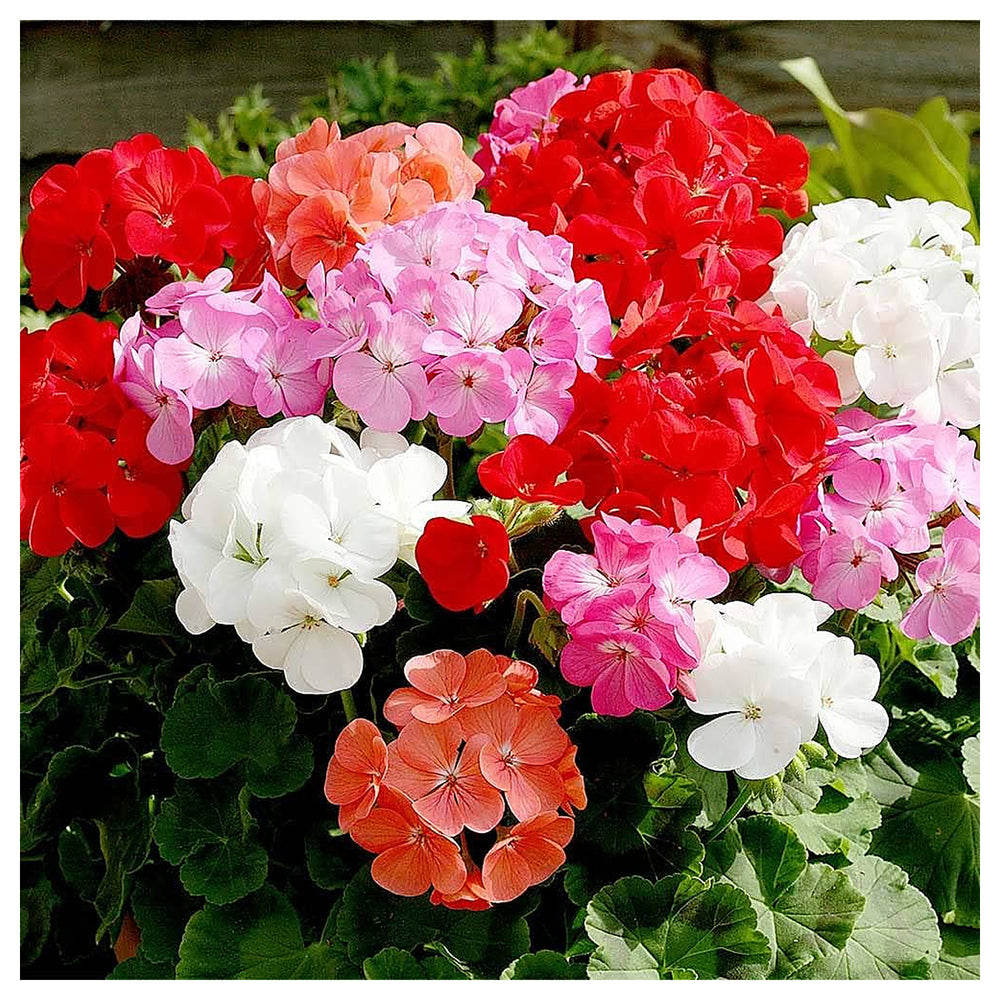 Heirloom Mixed Ivy Geranium Flower Seeds – Non-GMO, High Germination Organic Garden Seeds for Planting in Hanging B | Neera Seeds product photo [neera-v4-e55d52fe0cda96995aac]
