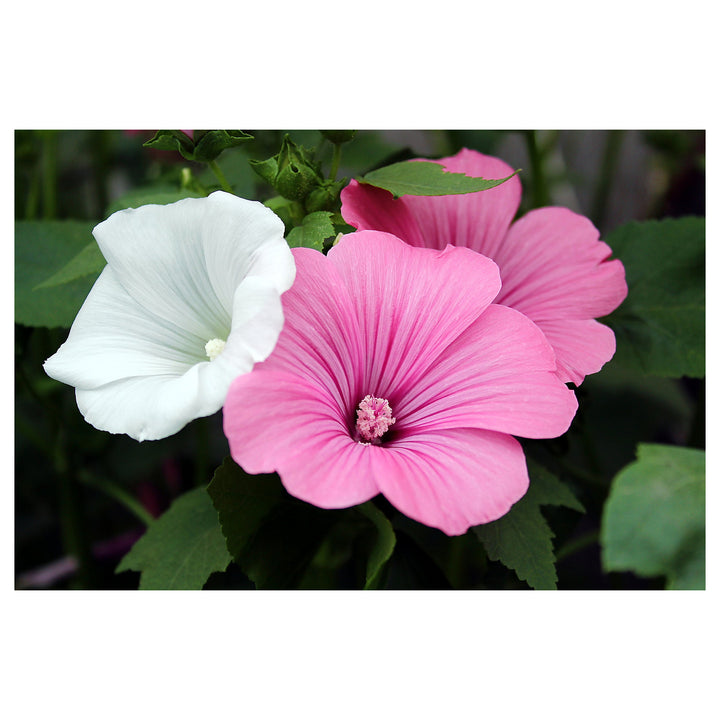 Lavatera White Pink Seeds for Planting – Organic, Heirloom, Non-GMO Flower Seeds | Neera Seeds product photo [neera-v4-e55fcba43342f8228486]