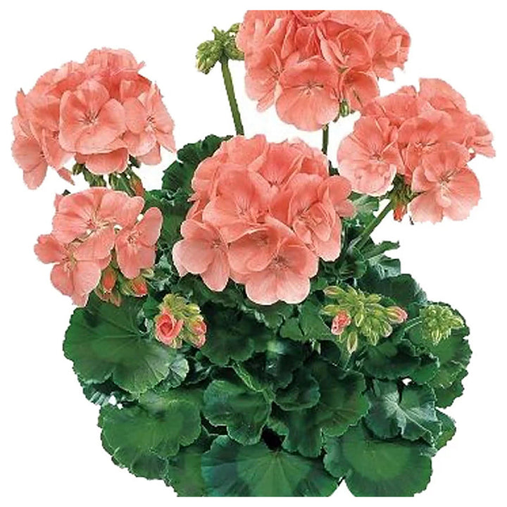 Heirloom Non-GMO Peach Geranium Flower Seeds – High Germination Soft Colorful Blooms for Garden Planting | Neera Seeds product photo [neera-v4-e567301092a699dd565b]