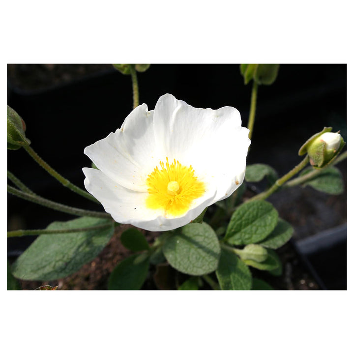 Heirloom Creticus Flower Seeds, Non-GMO Hardy Mediterranean Blooms for Drought-Tolerant Garden Planting | Neera Seeds product photo [neera-v4-e577221c8a0802e3a245]