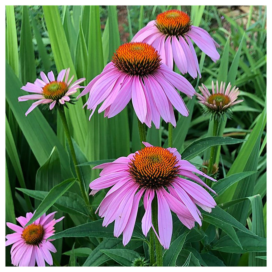 Purple Coneflower Seeds – Heirloom Non-GMO High Germination Seeds for Planting Pollinator-Friendly Garden Flowers | Neera Seeds product photo [neera-v4-e589a766dbbadac8b3be]