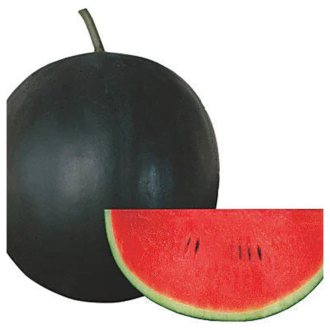 Sugar Baby Watermelon Seeds for Planting – Heirloom, Non-GMO, Sweet Mini Melons for Home Gardens | Neera Seeds product photo [neera-v4-e590474e3c1bca4ae097]
