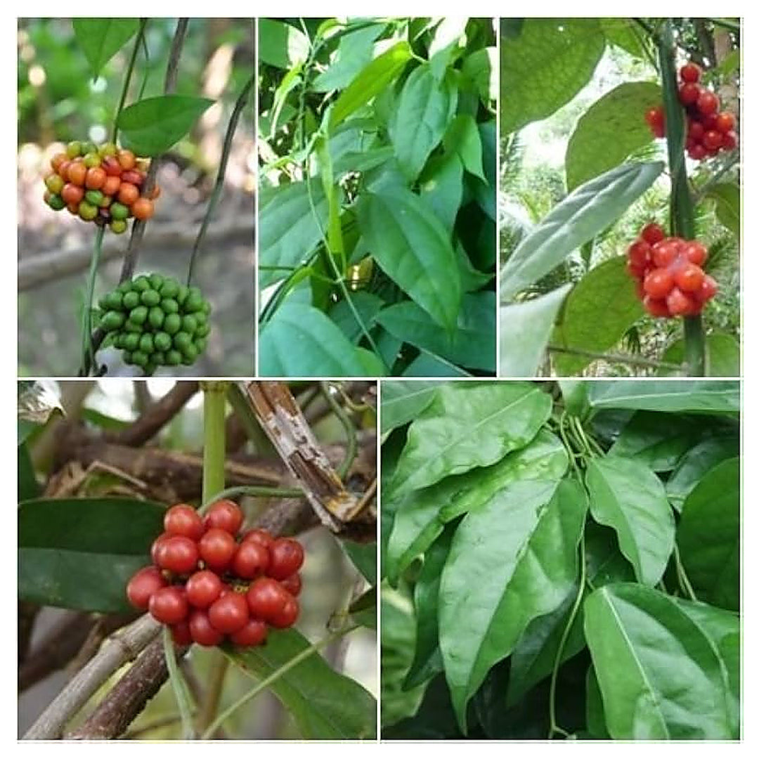Heirloom Green Tiliacora Herb Seeds for Planting - Non-GMO, High Germination Organic Medicinal Garden Seeds | Neera Seeds product photo [neera-v4-e593214bb6fe1af78b6d]