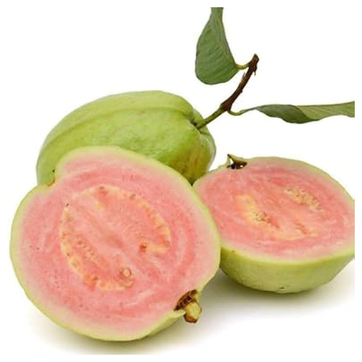 Guava Fruit Seeds for Planting - Tropical Guavas Full of Flavor, Heirloom &amp; Non-GMO Seeds | Neera Seeds product photo [neera-v4-e5934b76d22566b7090a]