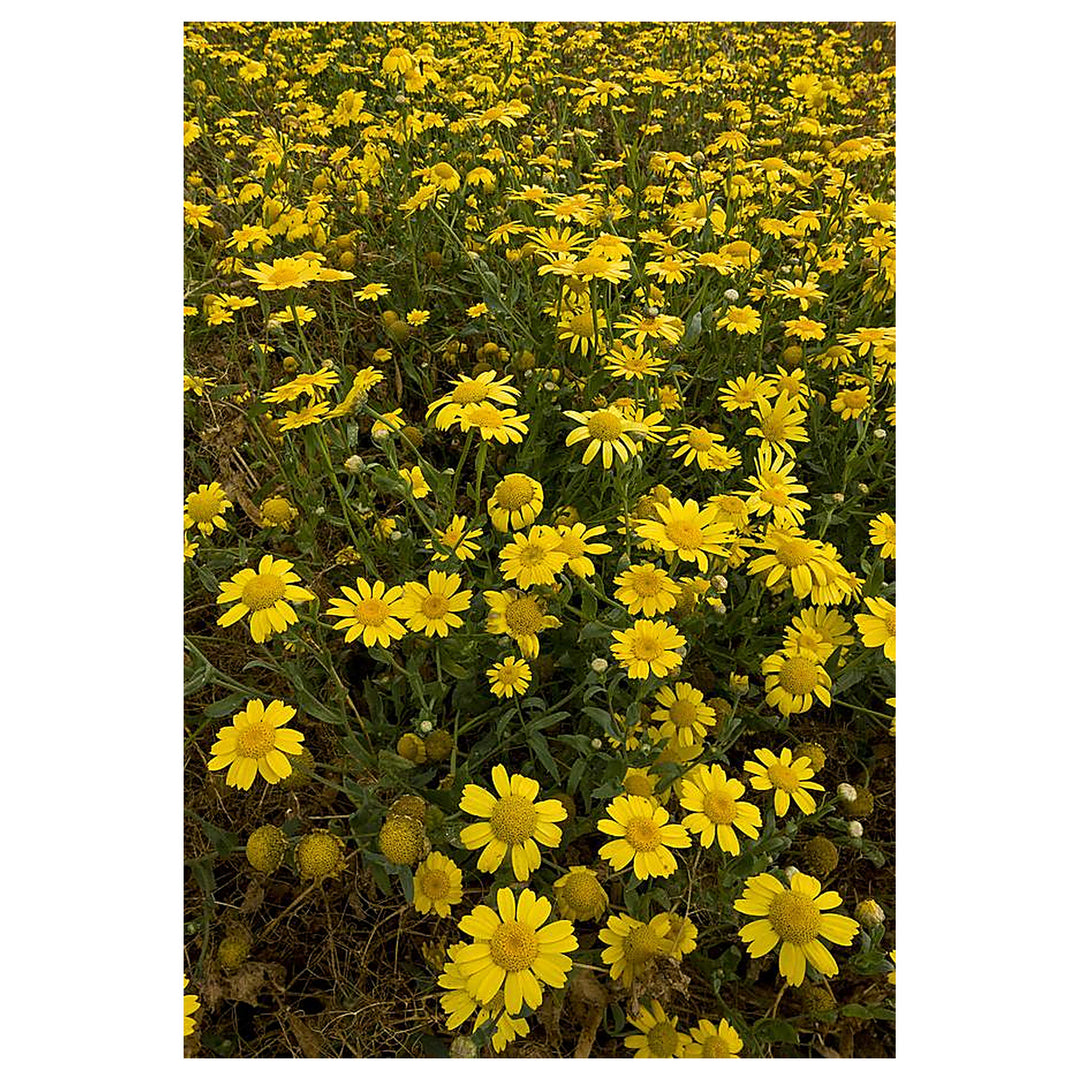 Heirloom Non-GMO Marigold Chrysanthemum Flower Seeds for Planting – Bright Seasonal Garden Blooms, High Germination | Neera Seeds product photo [neera-v4-e5973210614a73a93349]