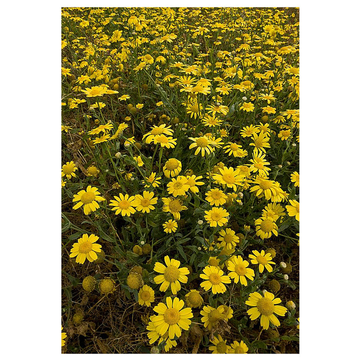 Heirloom Non-GMO Marigold Chrysanthemum Flower Seeds for Planting – Bright Seasonal Garden Blooms, High Germination | Neera Seeds product photo [neera-v4-e5973210614a73a93349]
