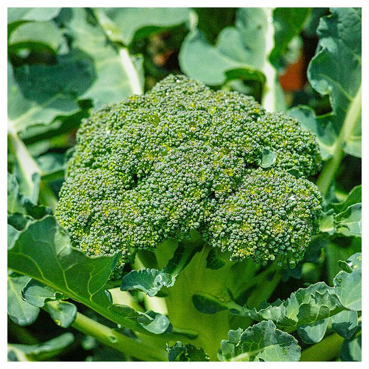 Calabrese Broccoli Seeds for Planting – Heirloom, Non-GMO Green Sprouting Broccoli for Home Garden &amp; Organic Growin | Neera Seeds product photo [neera-v4-e597c10b304707a17380]