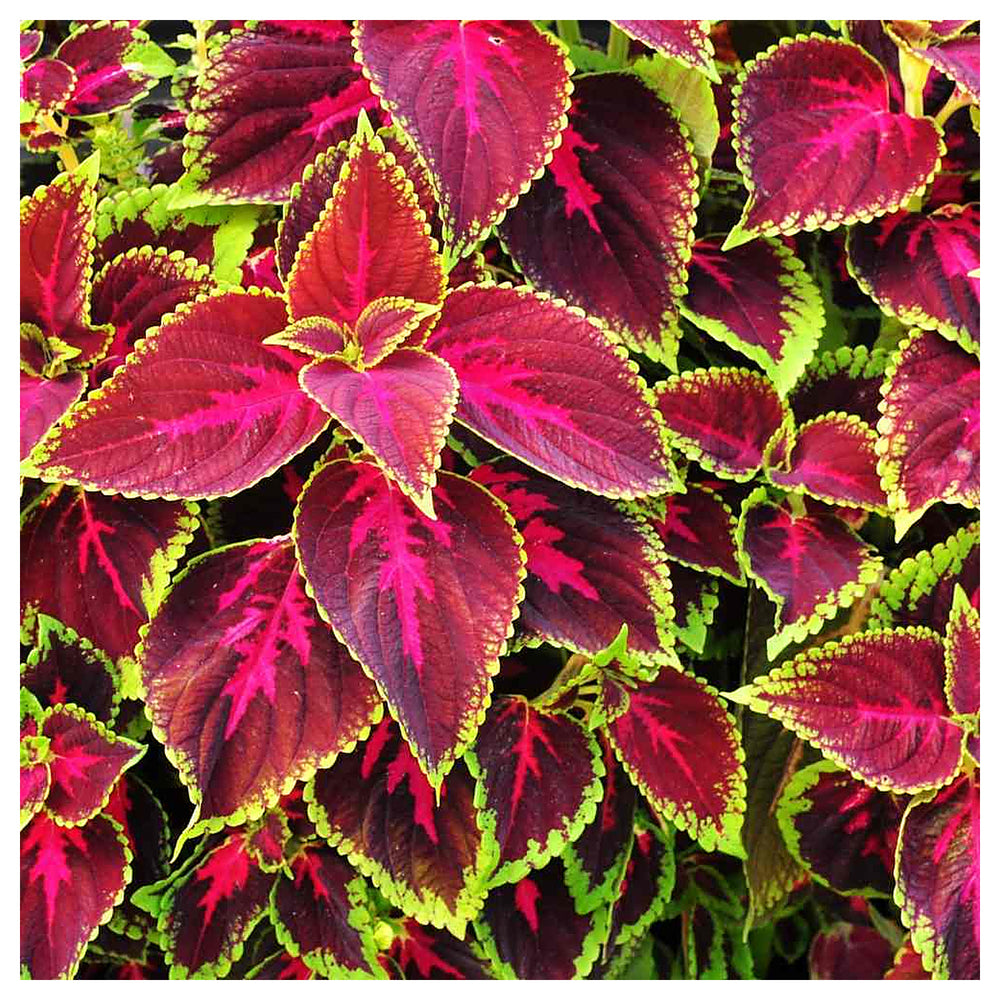 Heirloom Rainbow Coleus Plant Seeds – Non-GMO, High Germination Organic Garden Seeds for Planting | Neera Seeds product photo [neera-v4-e5a1be0d2b3d041fb676]