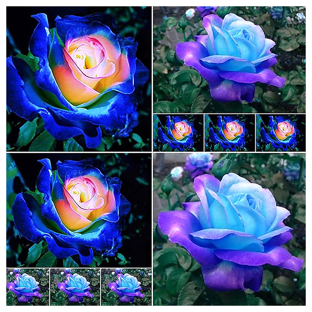 Pink Blue Bush Flower Bonsai Planting Balcony Garden Decor Flower Seeds Home Garden | Neera Seeds product photo [neera-v4-e5a47f9ca2e402945abd]