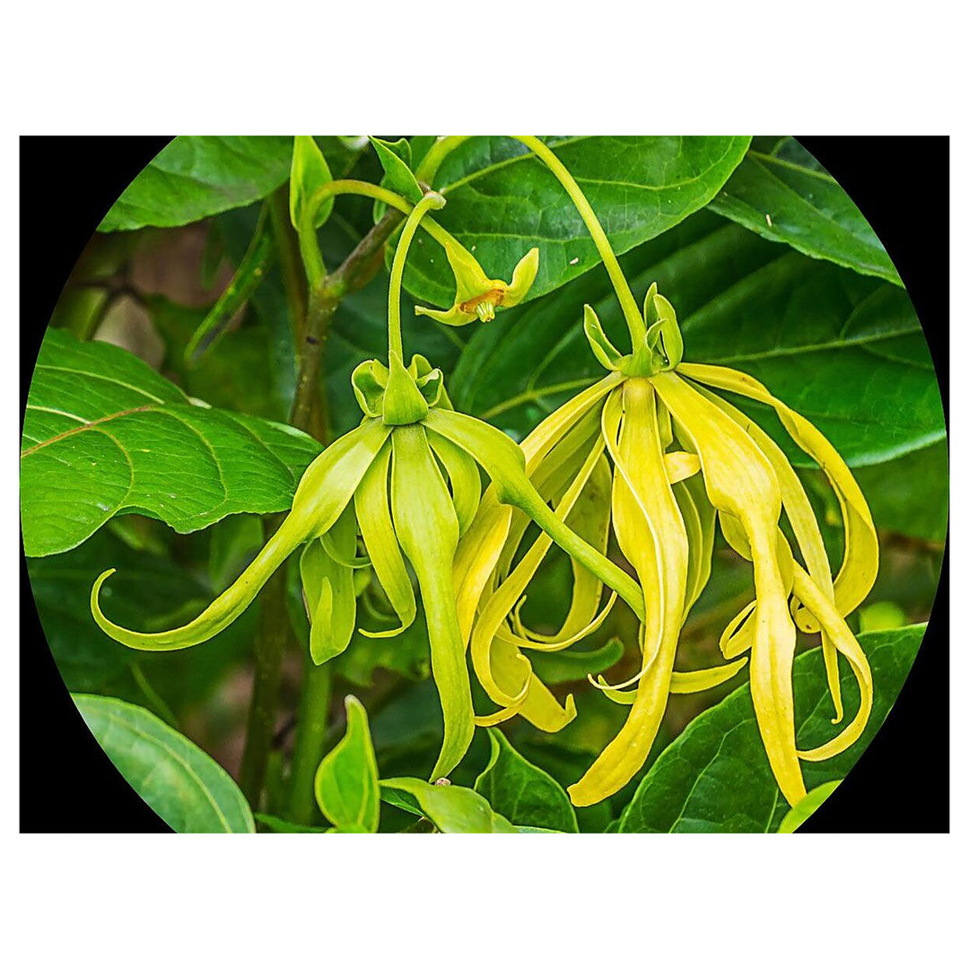 Odorata Flower Seeds for Planting – Heirloom, Non-GMO, High Germination Fragrant Garden Blooms | Neera Seeds product photo [neera-v4-e5a7cd17ab9f3ce7c4dc]