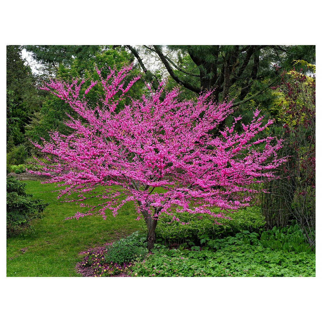 Heirloom Non-GMO Redbud Flower Seeds for Planting – Vibrant Ornamental Tree Seeds | Neera Seeds product photo [neera-v4-e5ac6d62a914c138f49d]