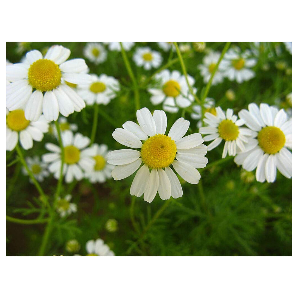 Chamaemelum Flower Seeds for Planting – Beautiful Chamomile Blooms for Garden & Pots | Neera Seeds product photo [neera-v4-e5b2f722fd7ac11994fe]