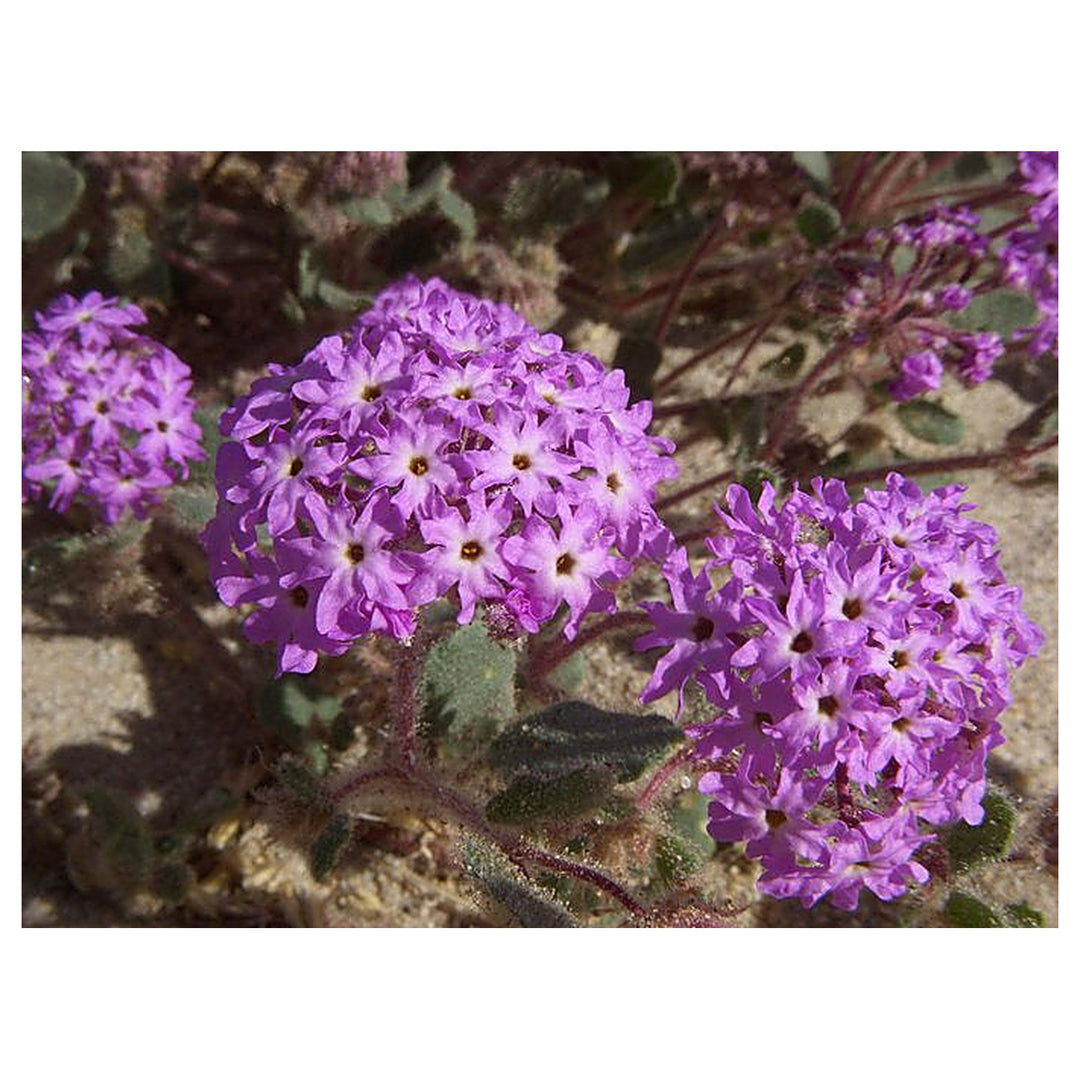 Heirloom Non-GMO Verbena Chokecherry Flower Seeds for Planting – Colorful Hardy Garden Blooms | Neera Seeds product photo [neera-v4-e5bcf5dfb9d95e2f9a99]