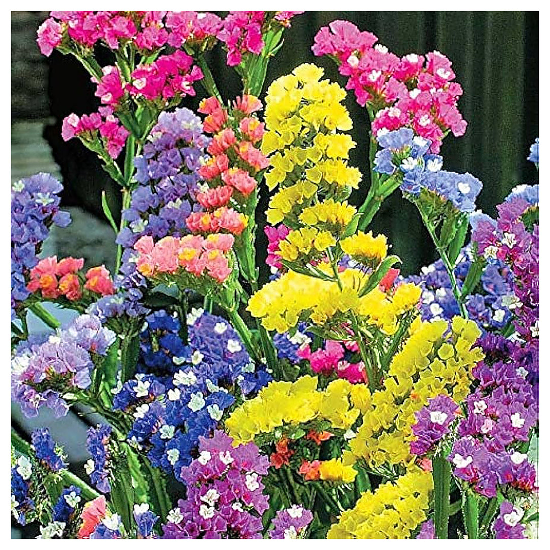 Heirloom Non-GMO Lavender Flower Seeds Mixed Colors for Garden Planting – Aromatic Floral Blend | Neera Seeds product photo [neera-v4-e5c6cbab73c3c38bbd2a]