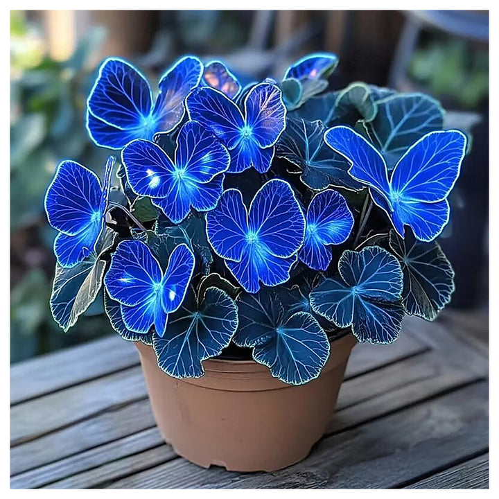 Sapphires Moonlight Butterfly Begonia Flower Seeds for Planting | Heirloom Non-GMO Organic Garden Seeds High Germin | Neera Seeds product photo [neera-v4-e5dc9237e950b7de44e8]