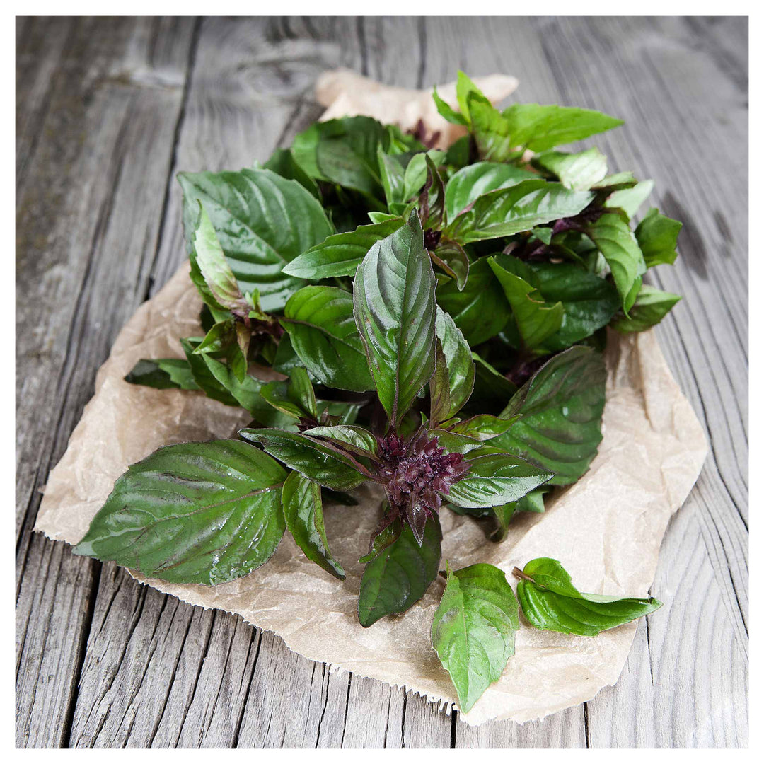 Thai Basil Herb Seeds for Planting – Heirloom, Non-GMO, High Germination Organic Garden Seeds for Culinary Use | Neera Seeds product photo [neera-v4-e5dfc5fe47c6586597a5]