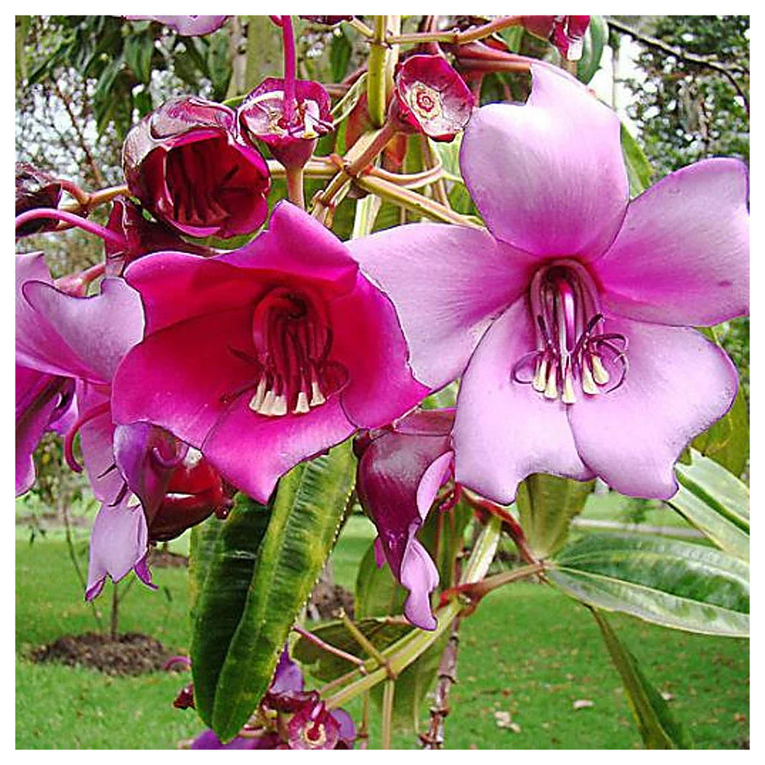 Meriania Nobilis Flower Seeds for Garden Planting – Heirloom, Non-GMO Exotic Blooms | Neera Seeds product photo [neera-v4-e5e7f8620bf921fdf7f1]