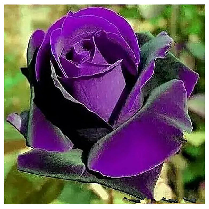 Purple Dragon Rose Plant Seeds for Planting – Heirloom Non-GMO Garden Seeds with High Germination | Neera Seeds product photo [neera-v4-e5e918b7a7df2f165099]