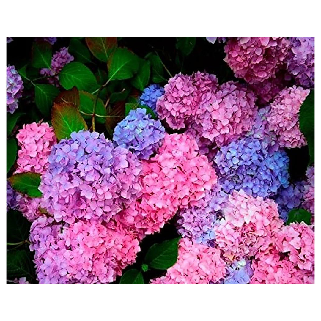Hydrangea For Planting Hydrangea Spp For Ornamental Gardens And Landscaping Flower Seeds for Home | Neera Seeds product photo [neera-v4-e5f8f150a458c642f4e3]