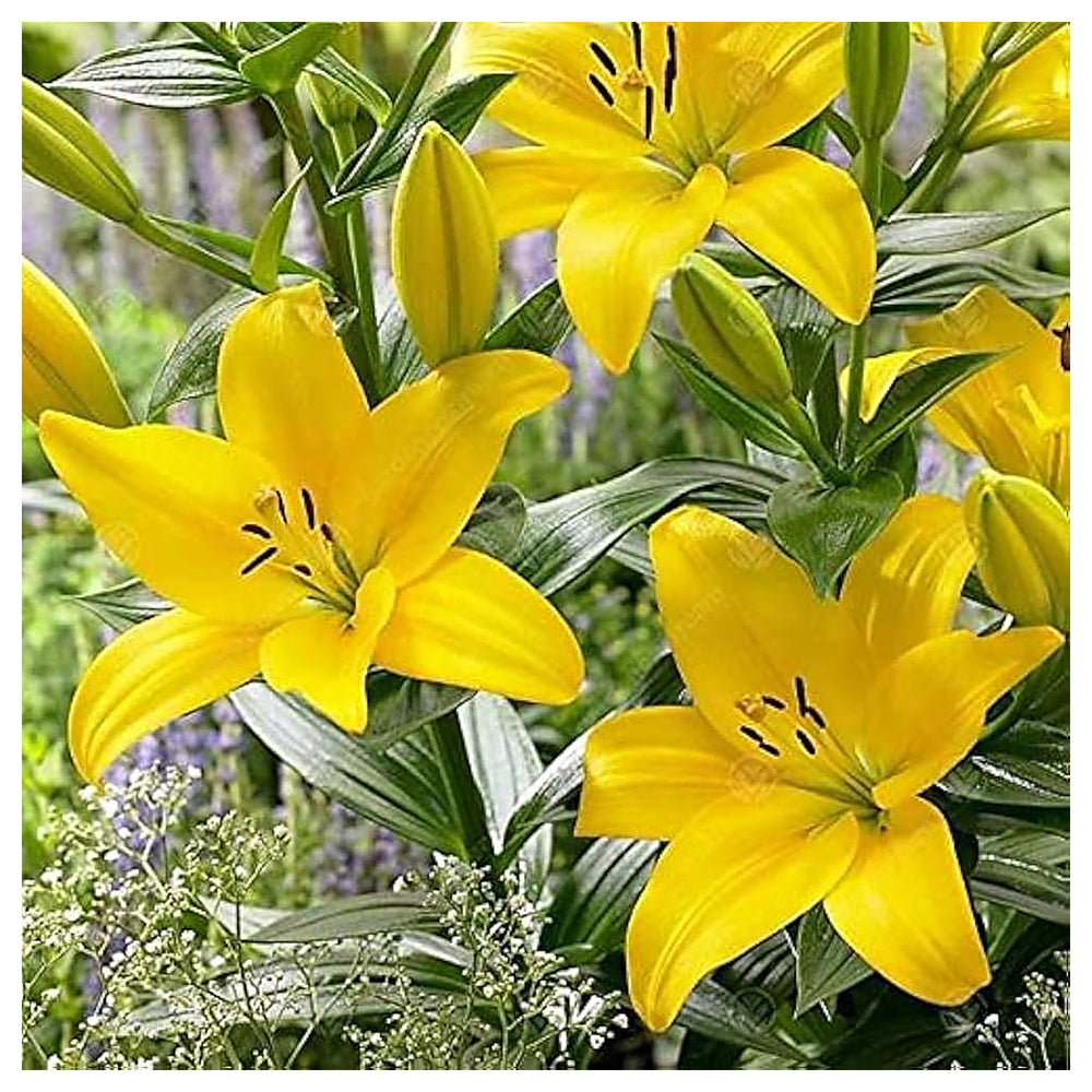 Heirloom Non-GMO Crinum Flower Seeds for Planting – Fragrant Tropical Garden Blooms, High Germination | Neera Seeds product photo [neera-v4-e5fa3b9ac2d86c10d059]