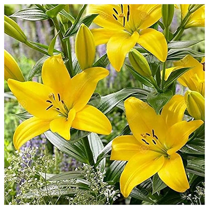 Heirloom Non-GMO Crinum Flower Seeds for Planting – Fragrant Tropical Garden Blooms, High Germination | Neera Seeds product photo [neera-v4-e5fa3b9ac2d86c10d059]