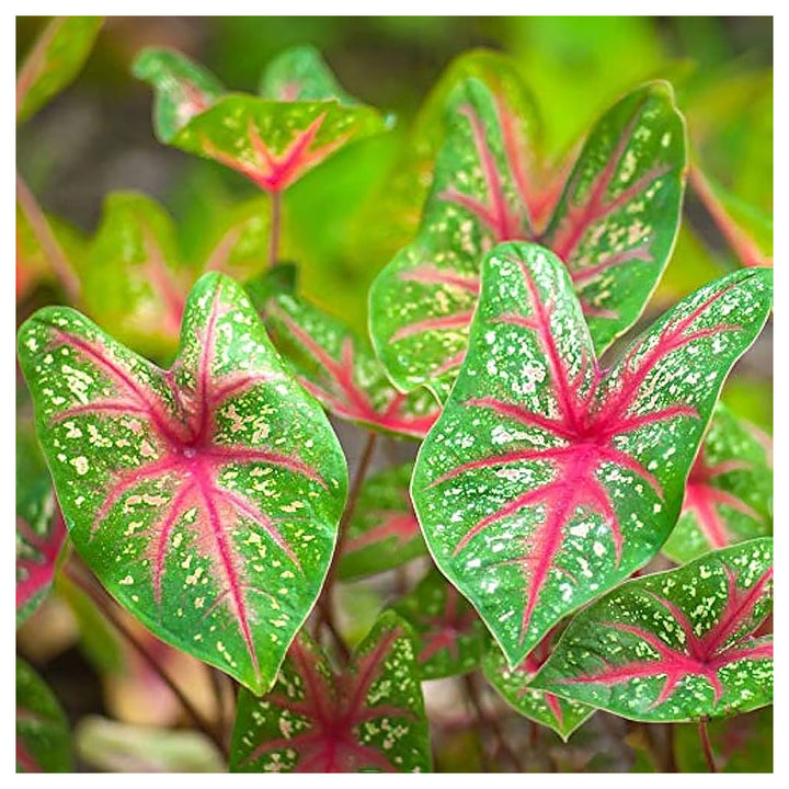 Heirloom Caladium Bicolor Green Mix Flower Seeds – Non-GMO, High Germination Organic Ornamental Seeds for Planting | Neera Seeds product photo [neera-v4-e5faf210d4482673eb39]