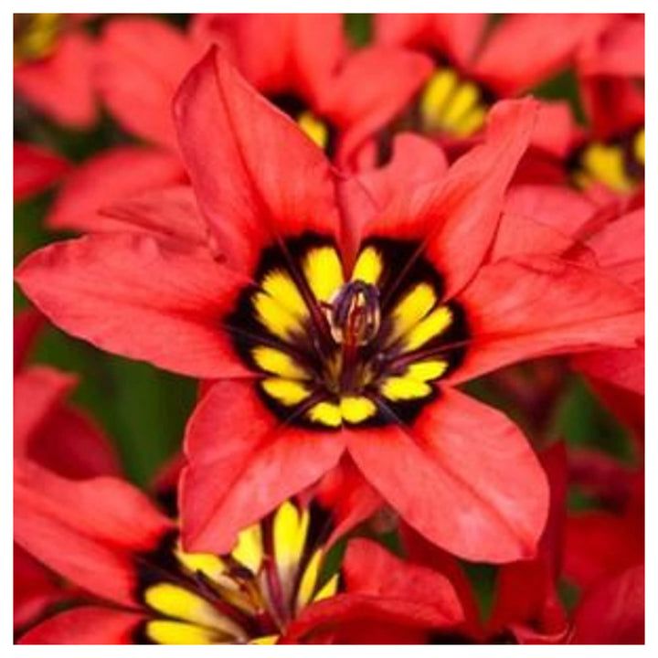 Heirloom Non-GMO Harlequin Flower Seeds for Planting – Colorful Ornamental Garden Blooms, High Germination | Neera Seeds product photo [neera-v4-e625f76bc089578c30ff]