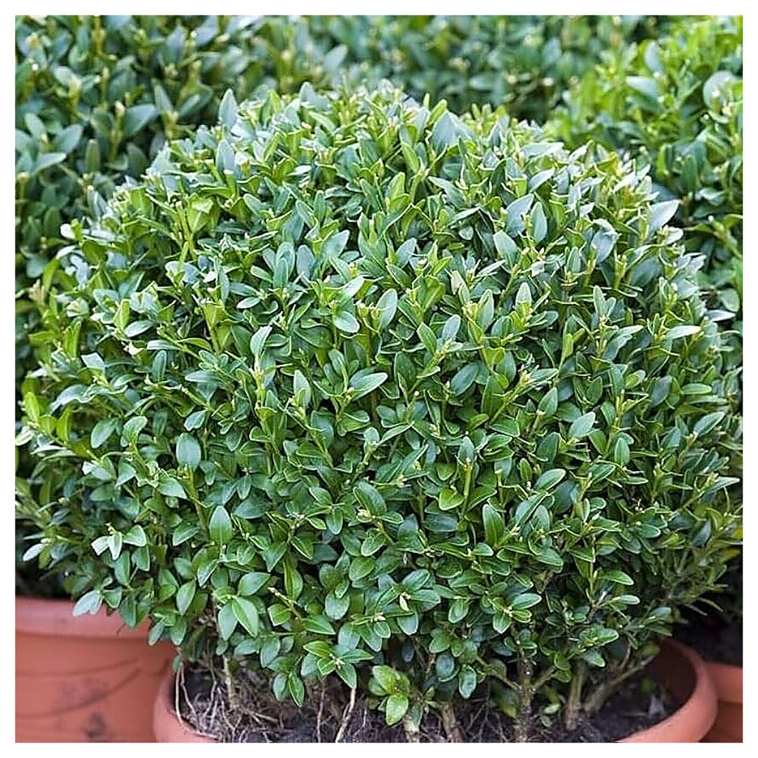 Organic Heirloom Buxus Sempervirens Plant Seeds for Planting – Non-GMO High Germination Evergreen Shrub Seeds | Neera Seeds product photo [neera-v4-e627544e6eaa45b59c4d]