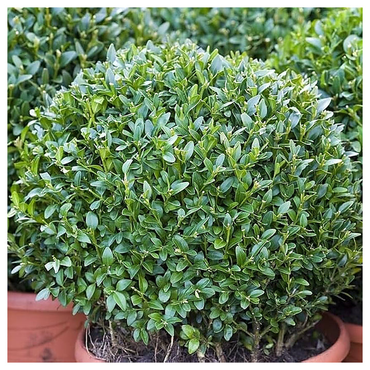 Organic Heirloom Buxus Sempervirens Plant Seeds for Planting – Non-GMO High Germination Evergreen Shrub Seeds | Neera Seeds product photo [neera-v4-e627544e6eaa45b59c4d]