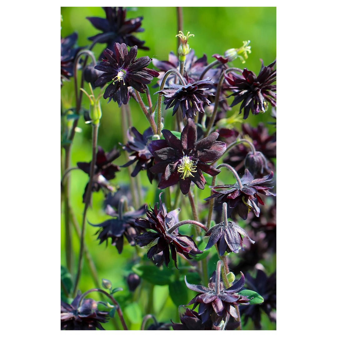 Heirloom Non-GMO Barlow Flower Seeds for Planting – Unique Double-Bloom Ornamental Garden Flowers | Neera Seeds product photo [neera-v4-e62b65bdfe3fec8dbb2e]