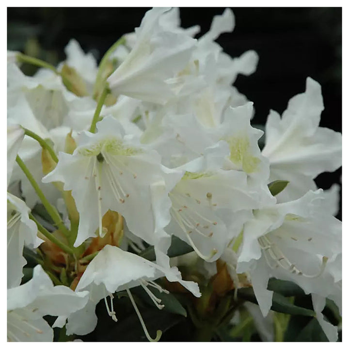 Organic Heirloom Rhododendron Plant Seeds – Non-GMO Ornamental Shrub Seeds for Planting | Neera Seeds product photo [neera-v4-e62c219271d13bff01cd]