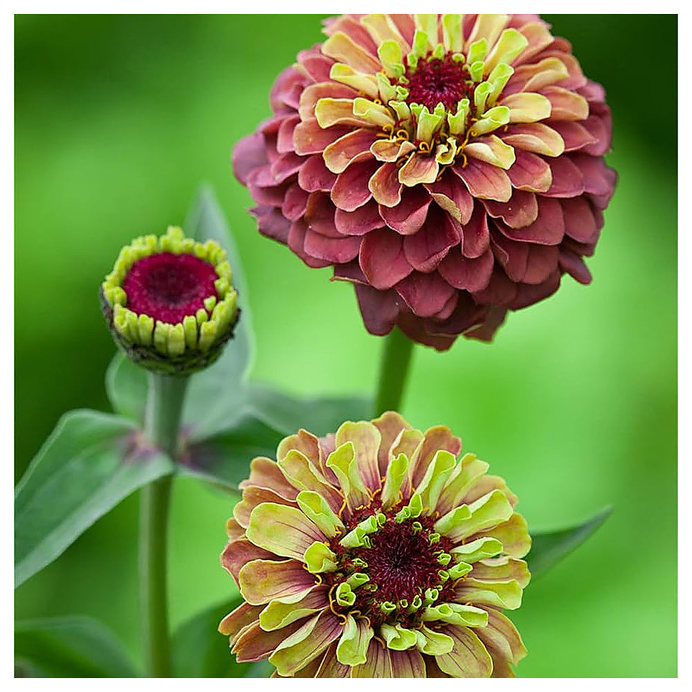 Queeny Lime Red Zinnia Flower Seeds – Vibrant, Non-GMO, Heirloom, High Germination Organic Garden Seeds | Neera Seeds product photo [neera-v4-e62f48be3b8f20b080a0]