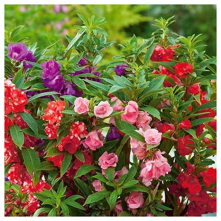 Heirloom Non-GMO Mixed Camellia Flower Seeds for Planting – Colorful Ornamental Garden Seeds | Neera Seeds product photo [neera-v4-e632d78f601f37a88712]
