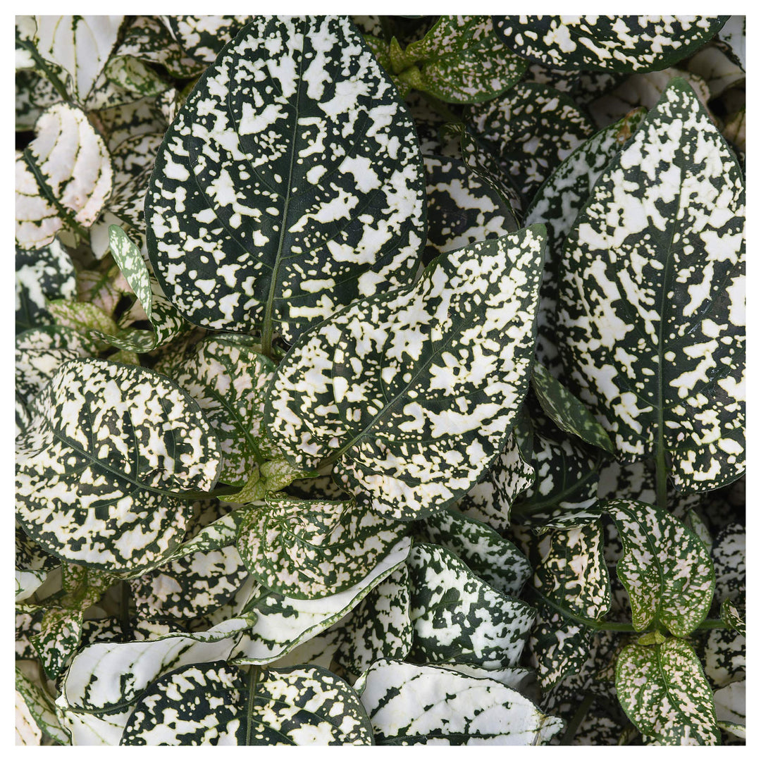 White Green Hypoestes Polka Plant Seeds for Planting – Easy-to-Grow Indoor & Outdoor Ornamental Foliage | Neera Seeds product photo [neera-v4-e6460a8e44bb4289c149]