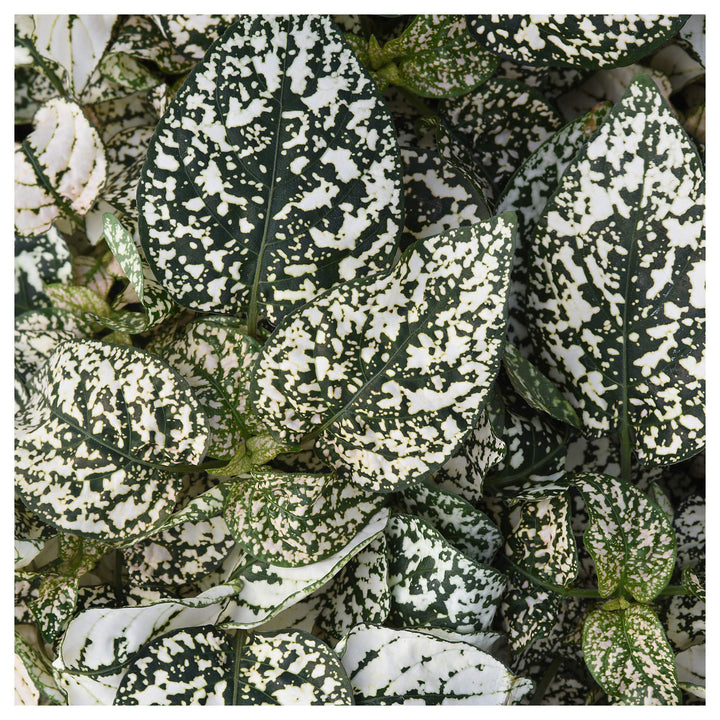 White Green Hypoestes Polka Plant Seeds for Planting – Easy-to-Grow Indoor &amp; Outdoor Ornamental Foliage | Neera Seeds product photo [neera-v4-e6460a8e44bb4289c149]