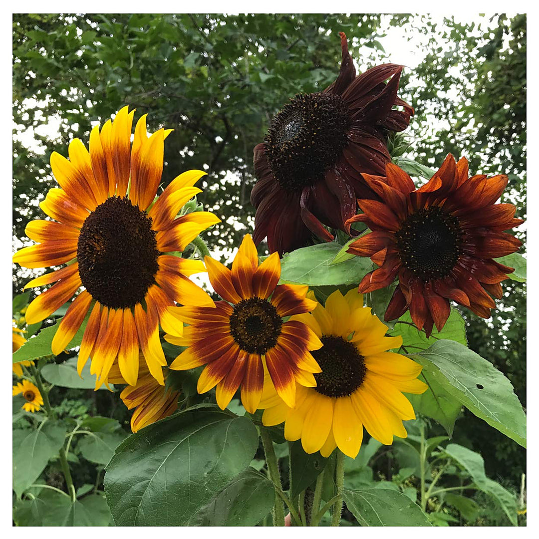 Helianthus Annuus Autumn Beauty Stunning Sunflowers With Autumnal Colors Flower Seeds Home | Neera Seeds product photo [neera-v4-e688f54ef98455477f34]