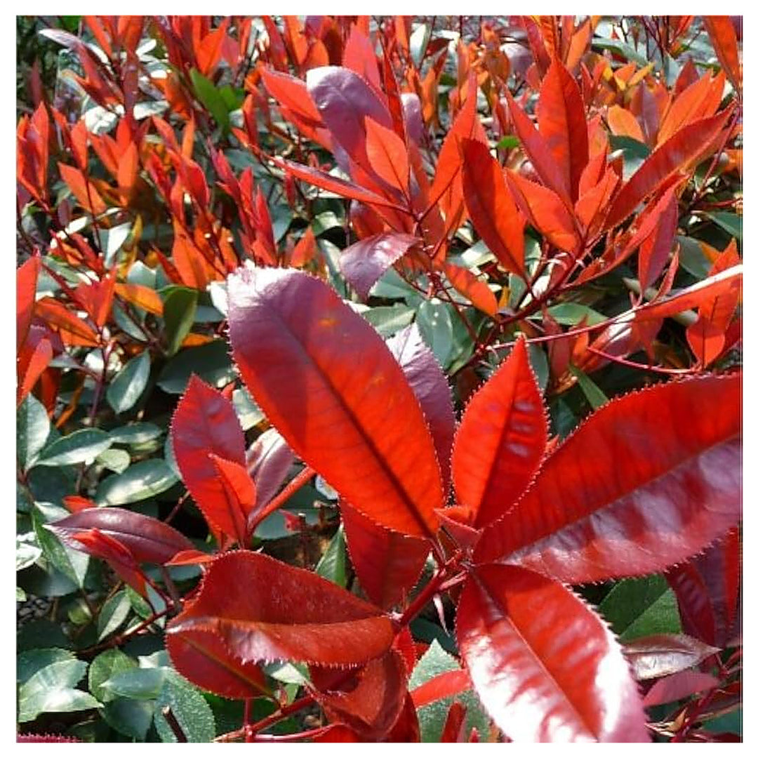 Heirloom Photinia Fraseri Red Tip Flowering Shrub Seeds – Non-GMO Ornamental Seeds for Planting, High Germination | Neera Seeds product photo [neera-v4-e6a61df903c71bcb1048]