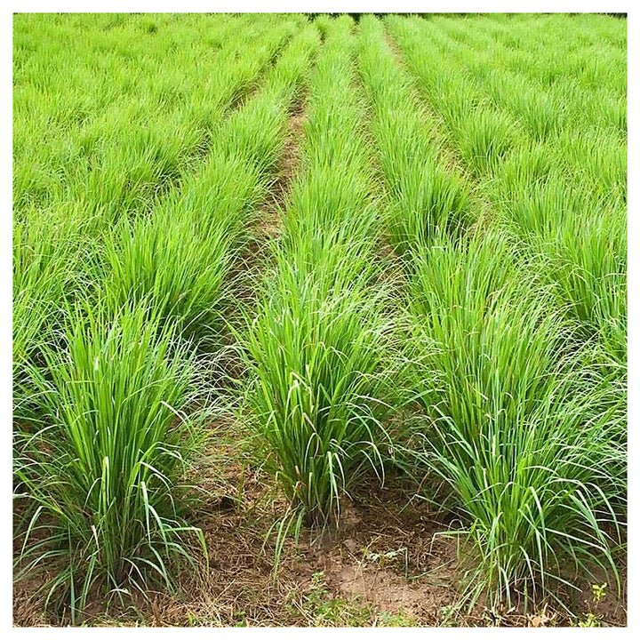 Premium Lemongrass Seeds for Planting – Non-GMO, High Germination Heirloom Organic Garden Seeds for Home Garden &amp; B | Neera Seeds product photo [neera-v4-e6af7932842099f6b33e]
