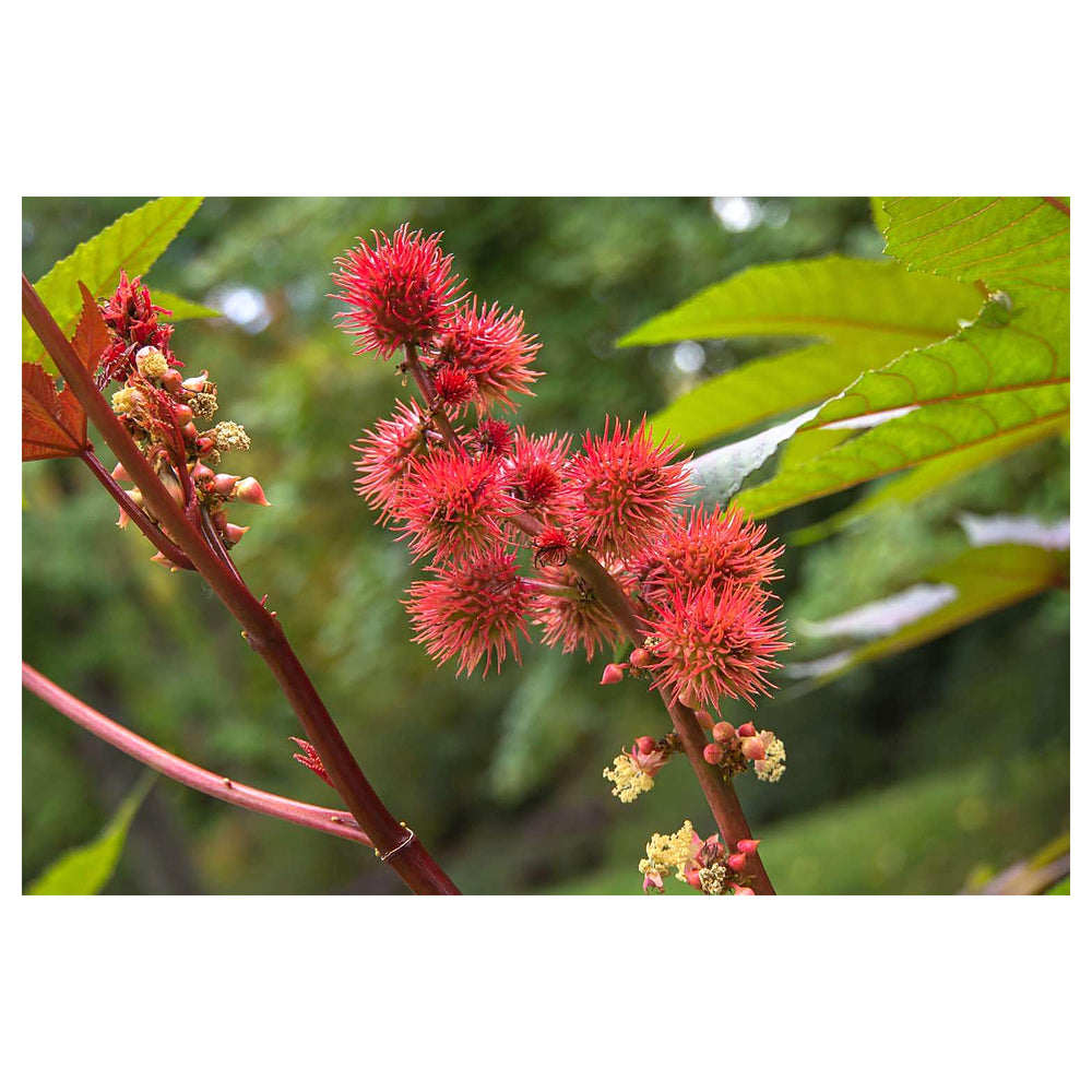 Castor Bean Plant Seeds for Planting – Heirloom Non-GMO, High Germination Organic Garden Seeds | Neera Seeds product photo [neera-v4-e6b46a579f136195d18d]