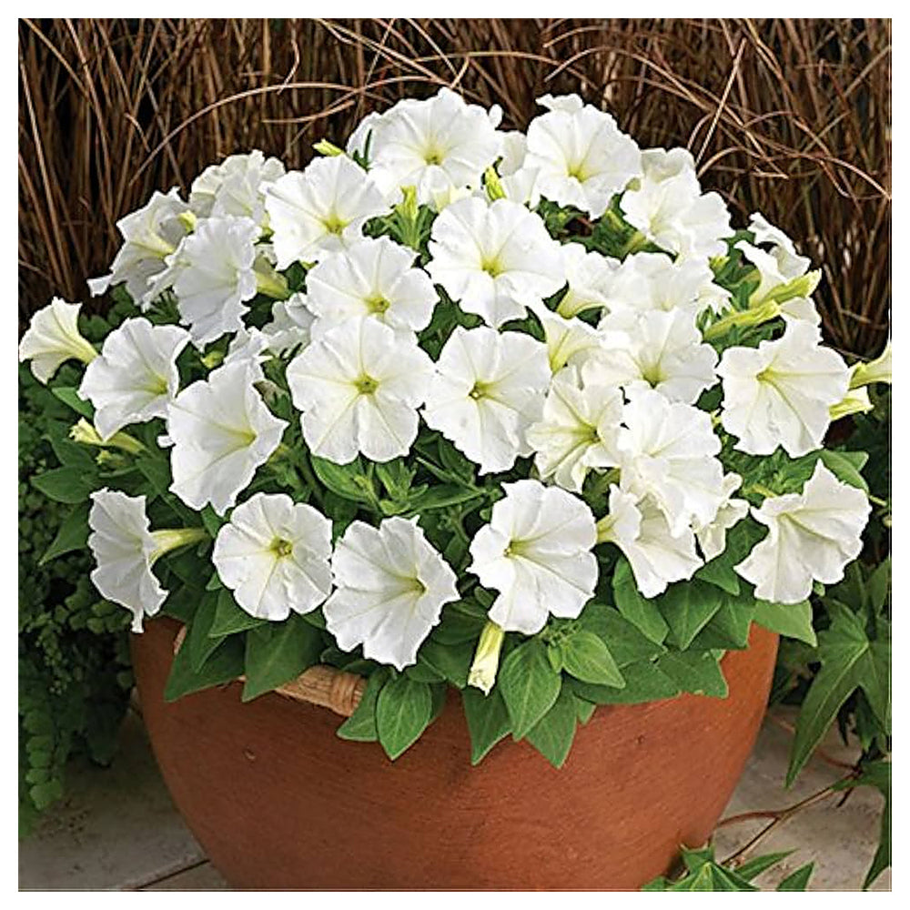White Petunia Flower Seeds for Planting - Heirloom, NON-GMO, High Germination, Organic Garden Seeds | Neera Seeds product photo [neera-v4-e6bd048f2edc7141cd0d]